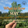 Heirloom Vegetable Seeds to Sow in May UK