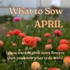 flowers to sow in april uk cut flower garden