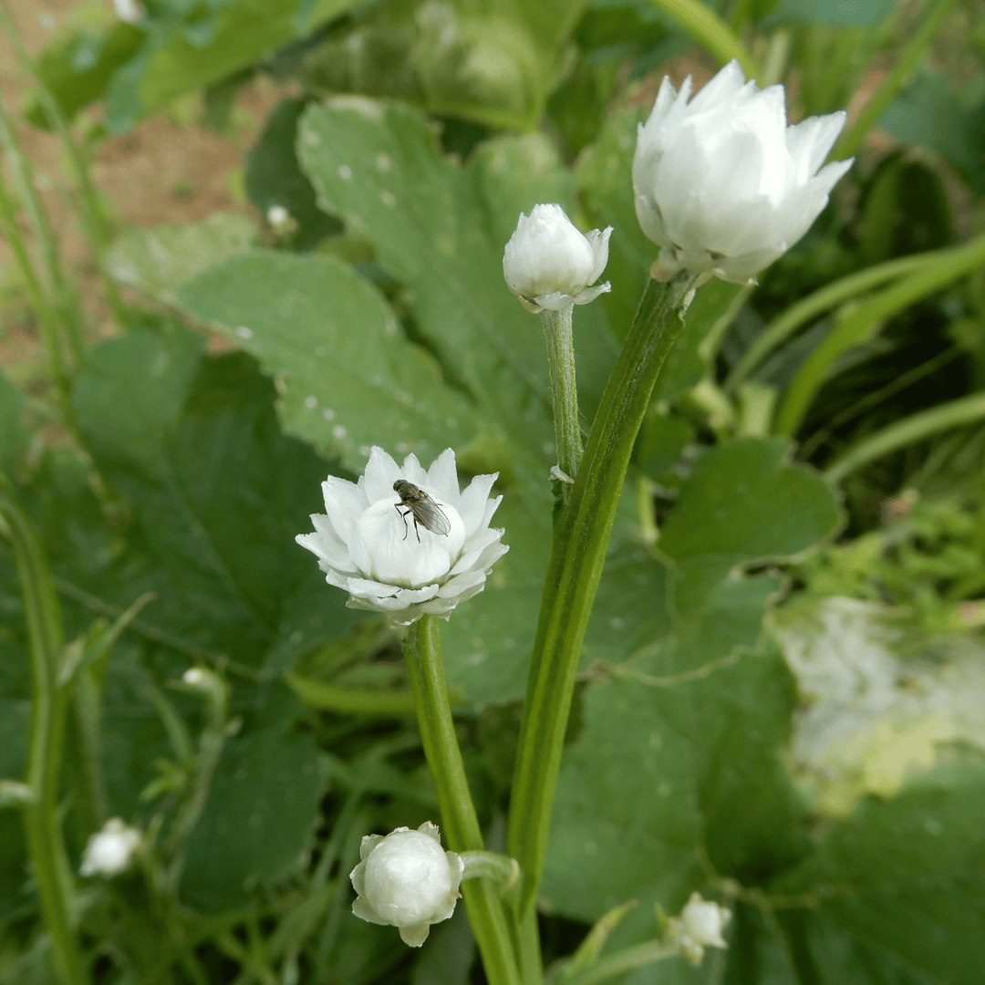ammobium seeds dorset