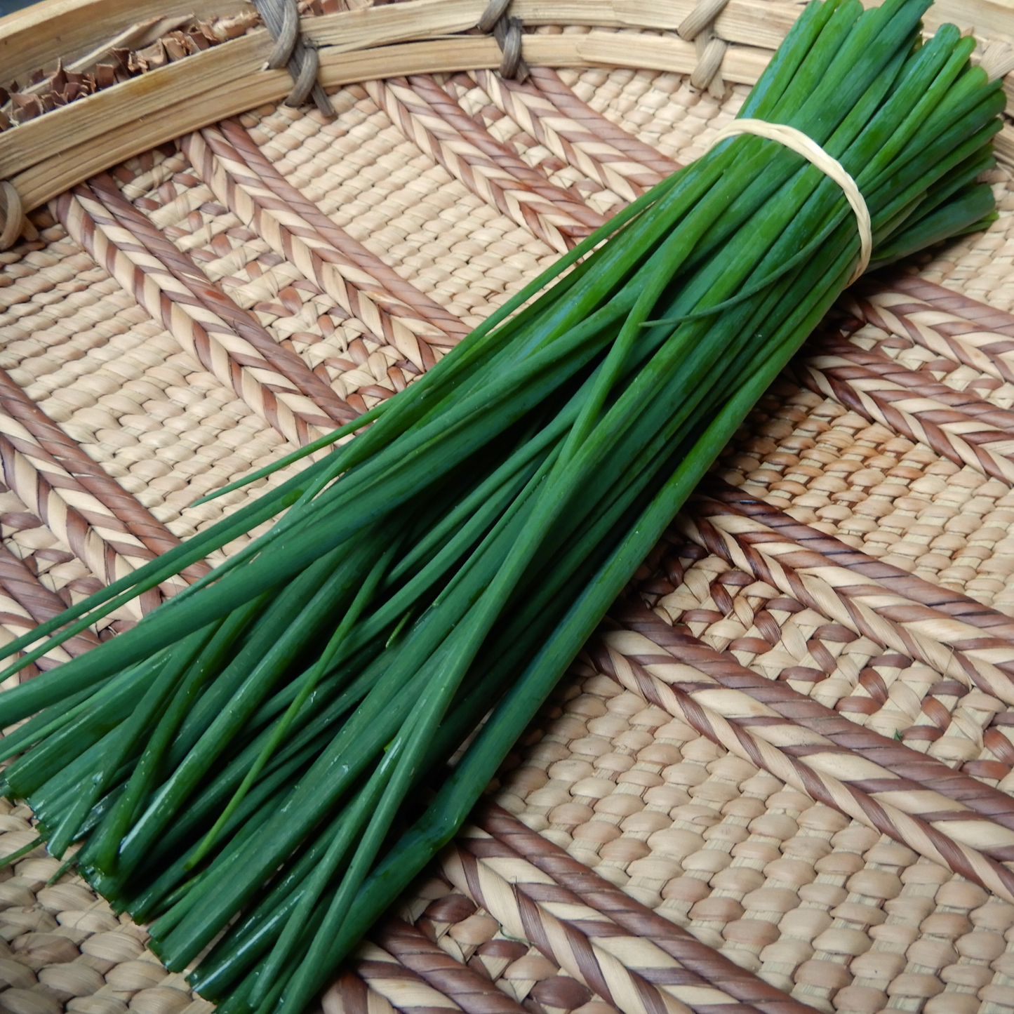 Herb seeds chives