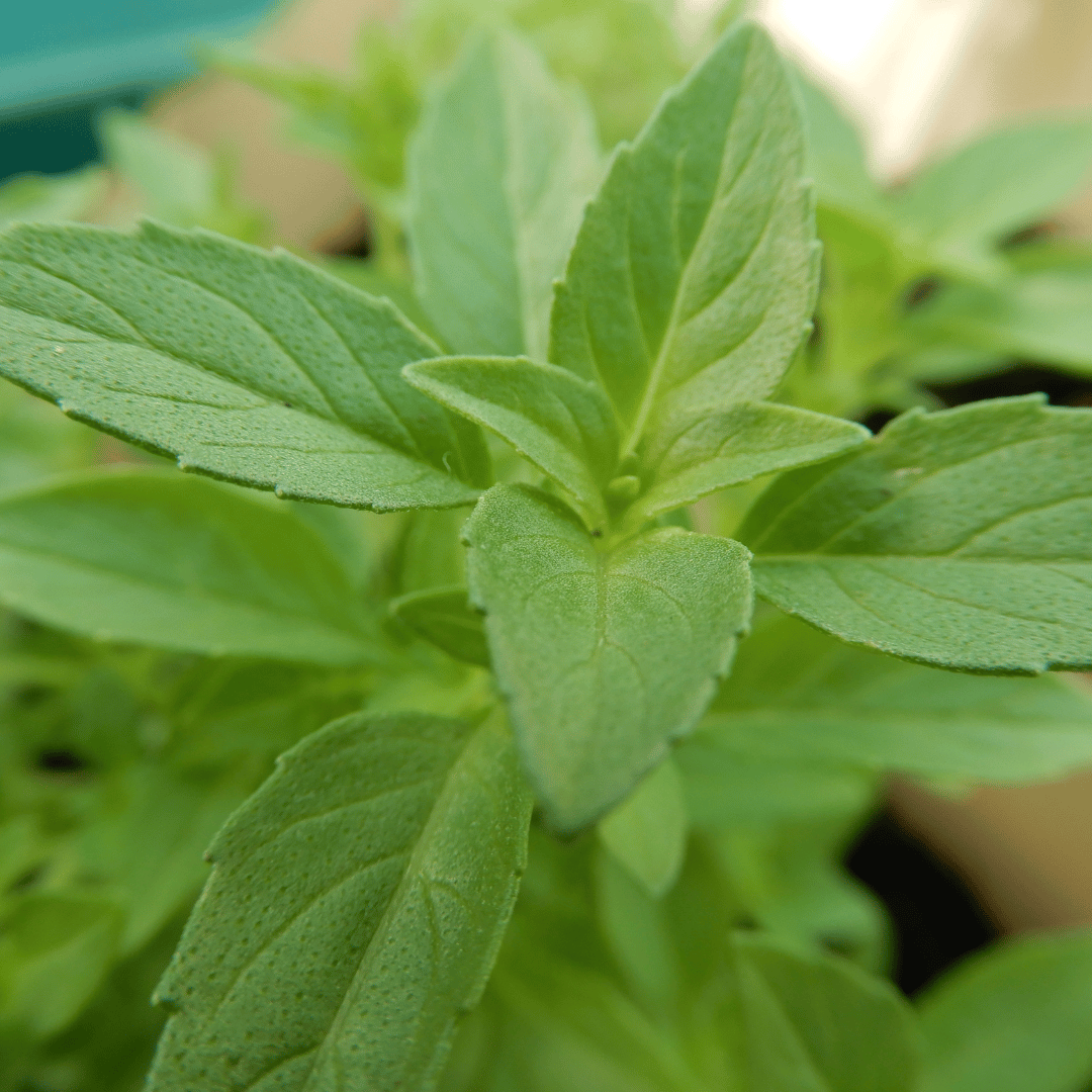 grow your own herbs greek basil