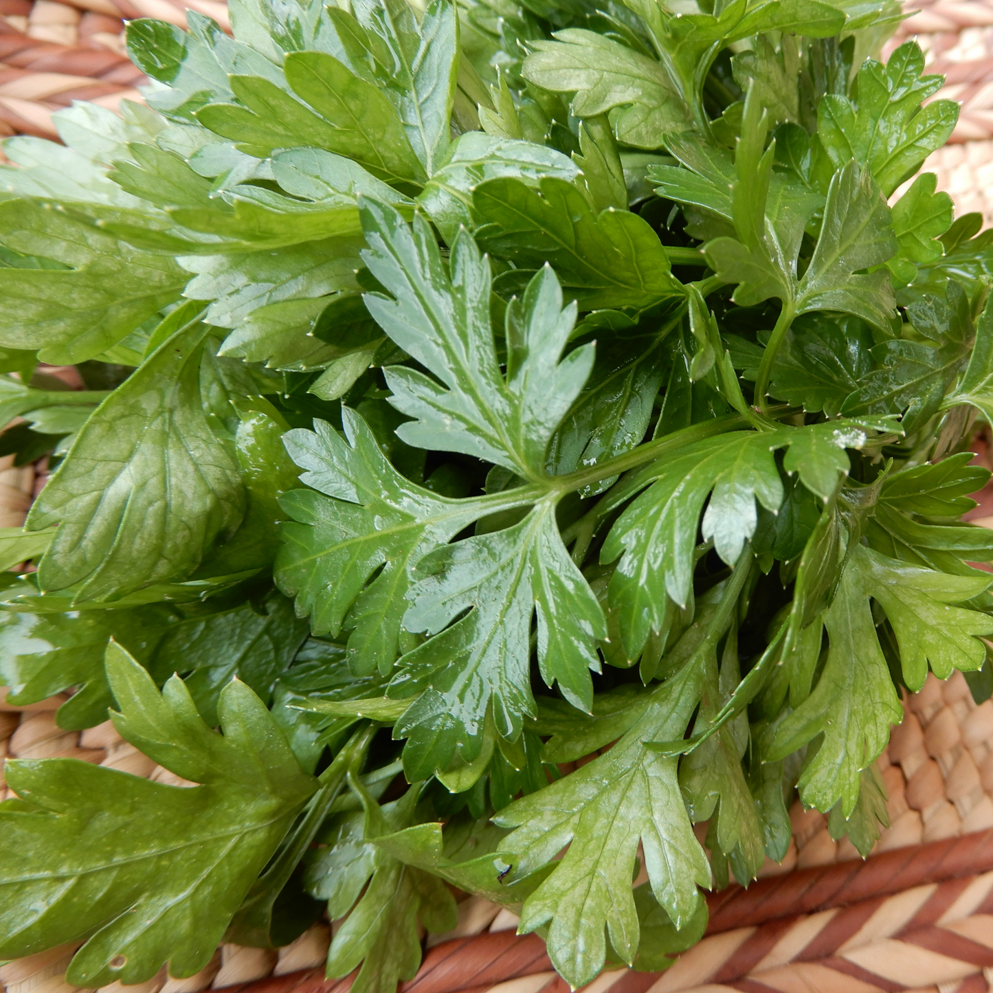 Parsley Einfache Schnitt 3 seeds