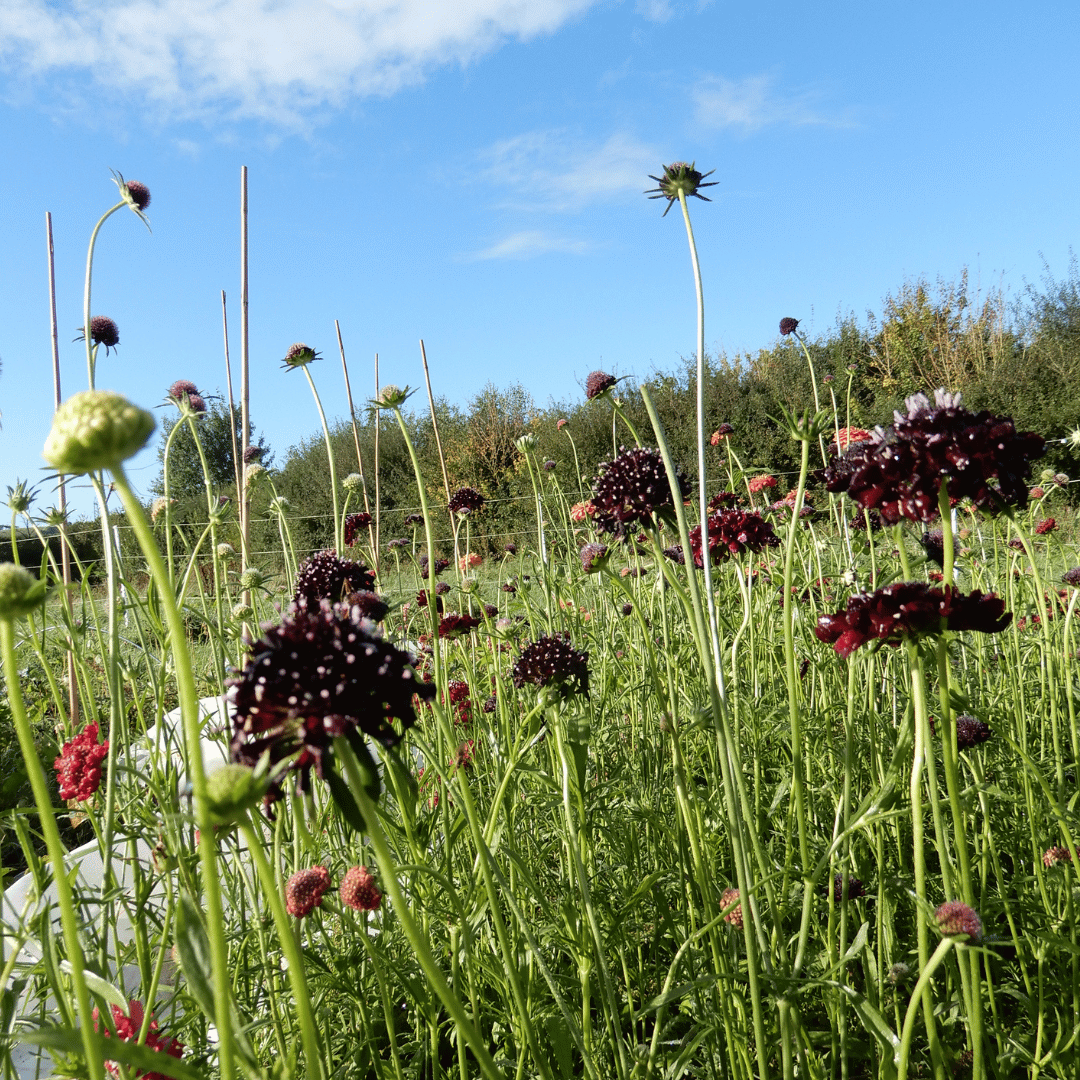 Pincushion flower triple berries seeds