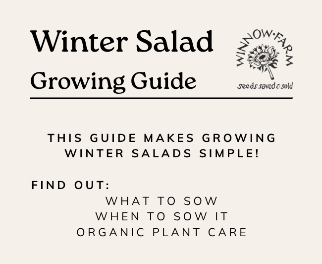 Winter Salads Growing Guide