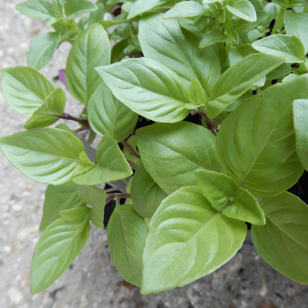Grow your own basil