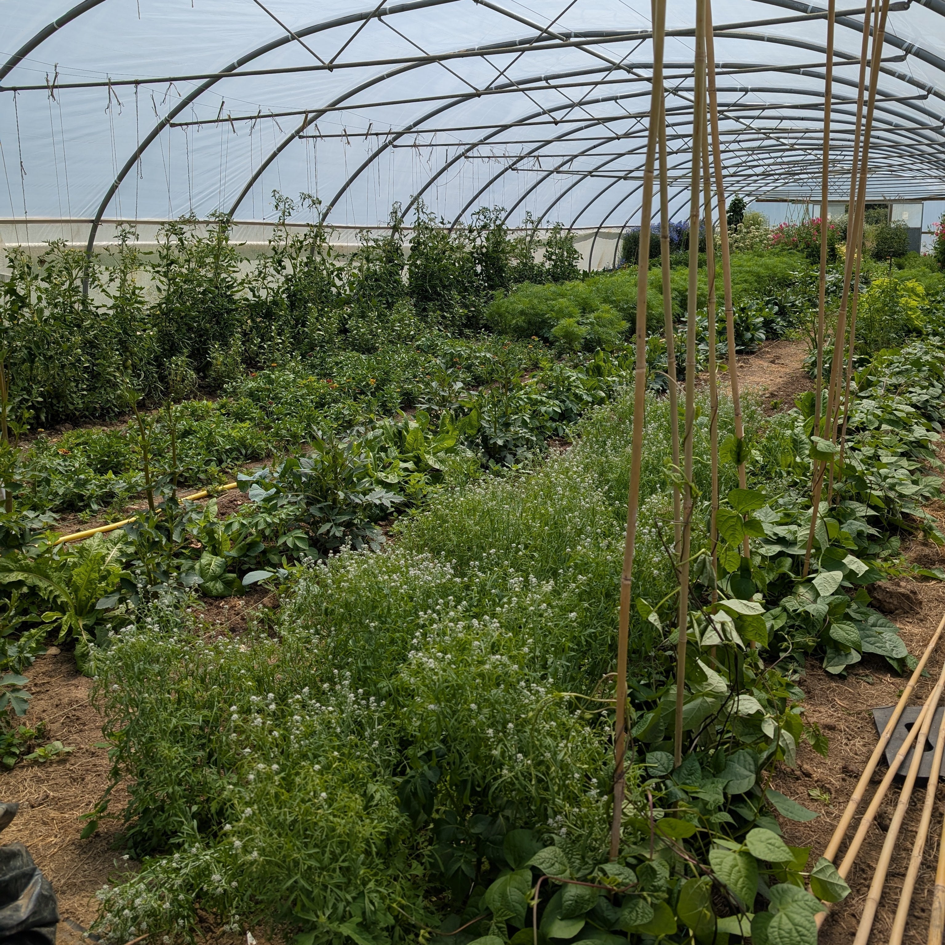 Superb Seedling Soak Recipe