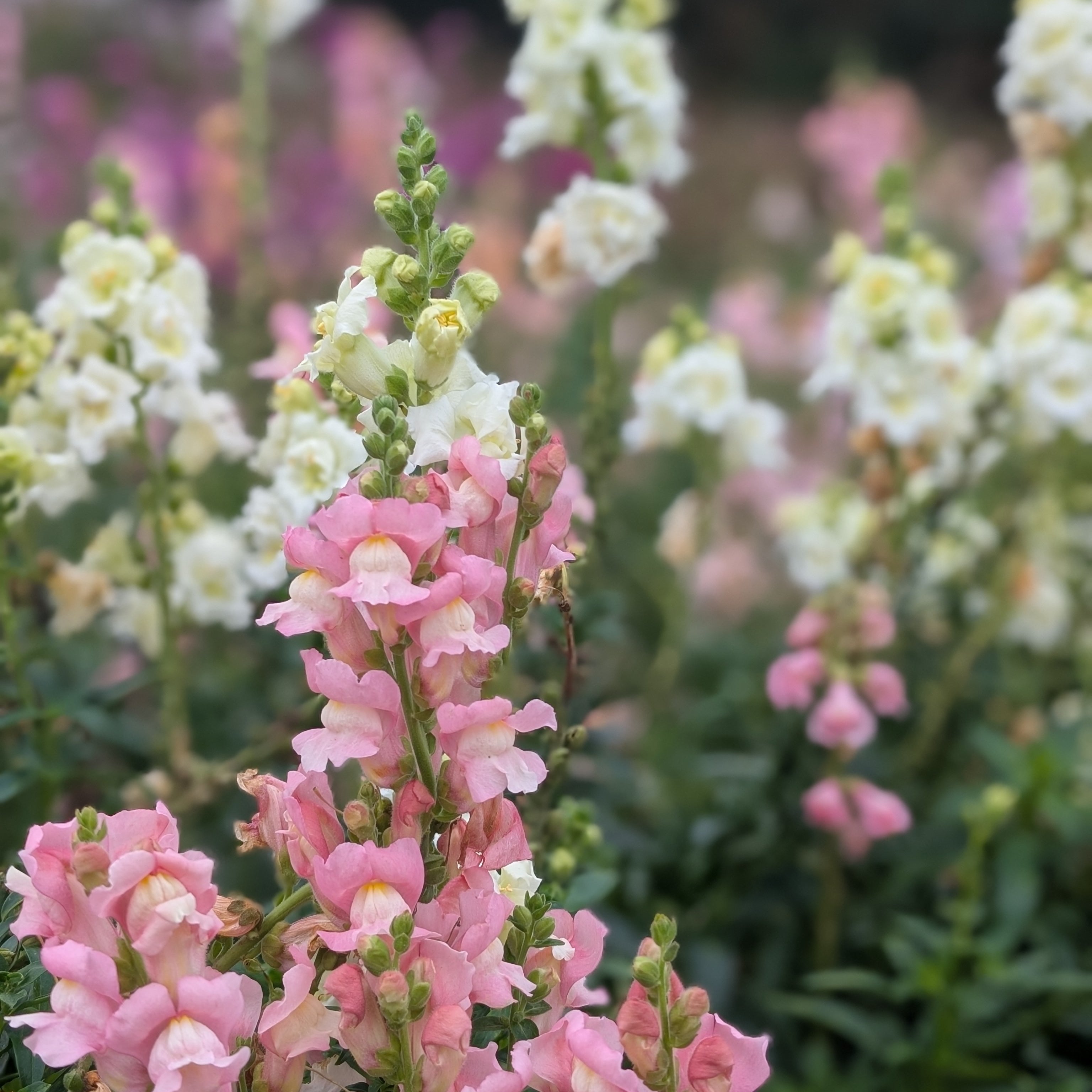 Our on-farm Breeding Projects