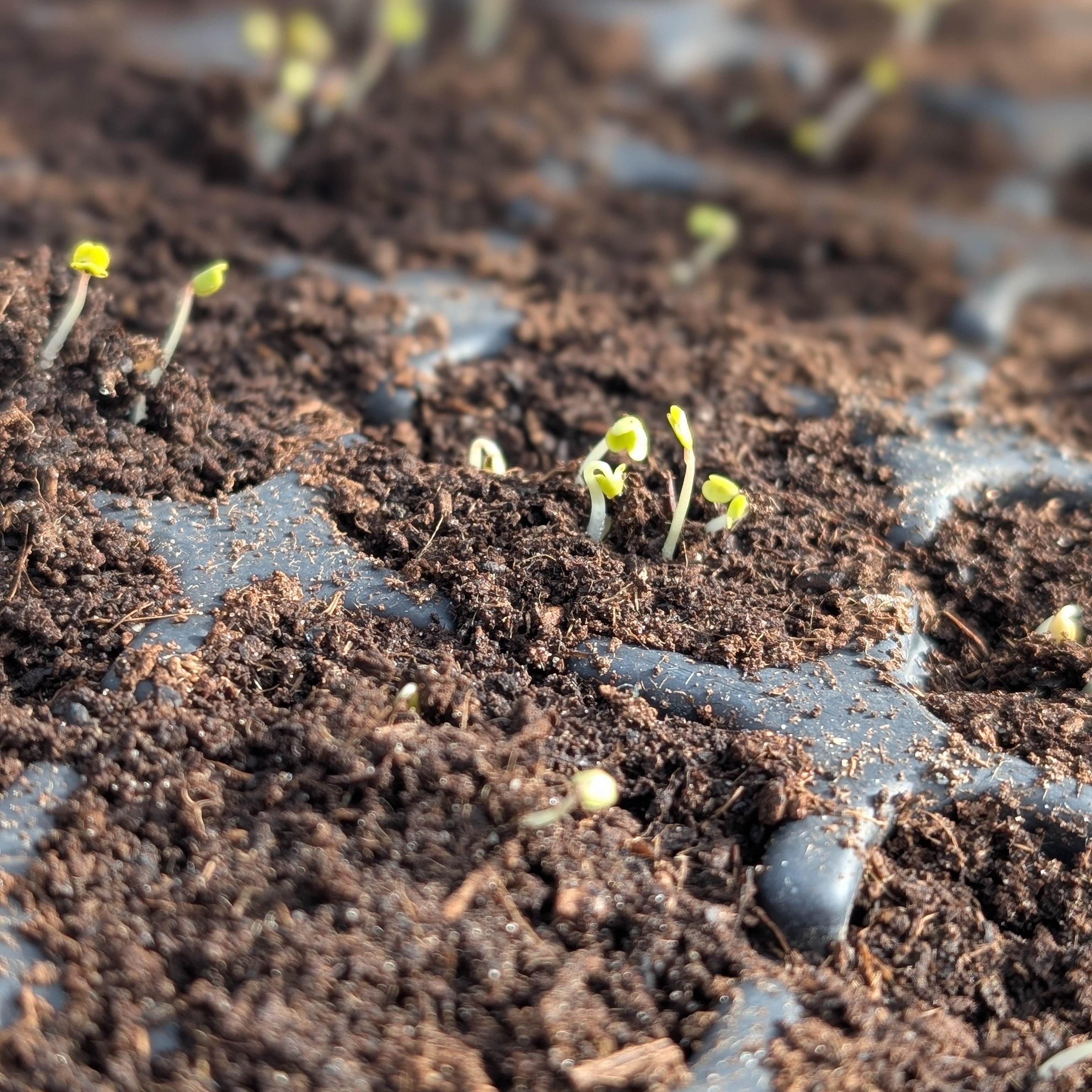 6 tips to AVOID leggy seedlings (and 2 strategies to help if its already too late)