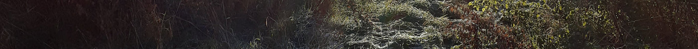 Frosty grass in low winter light