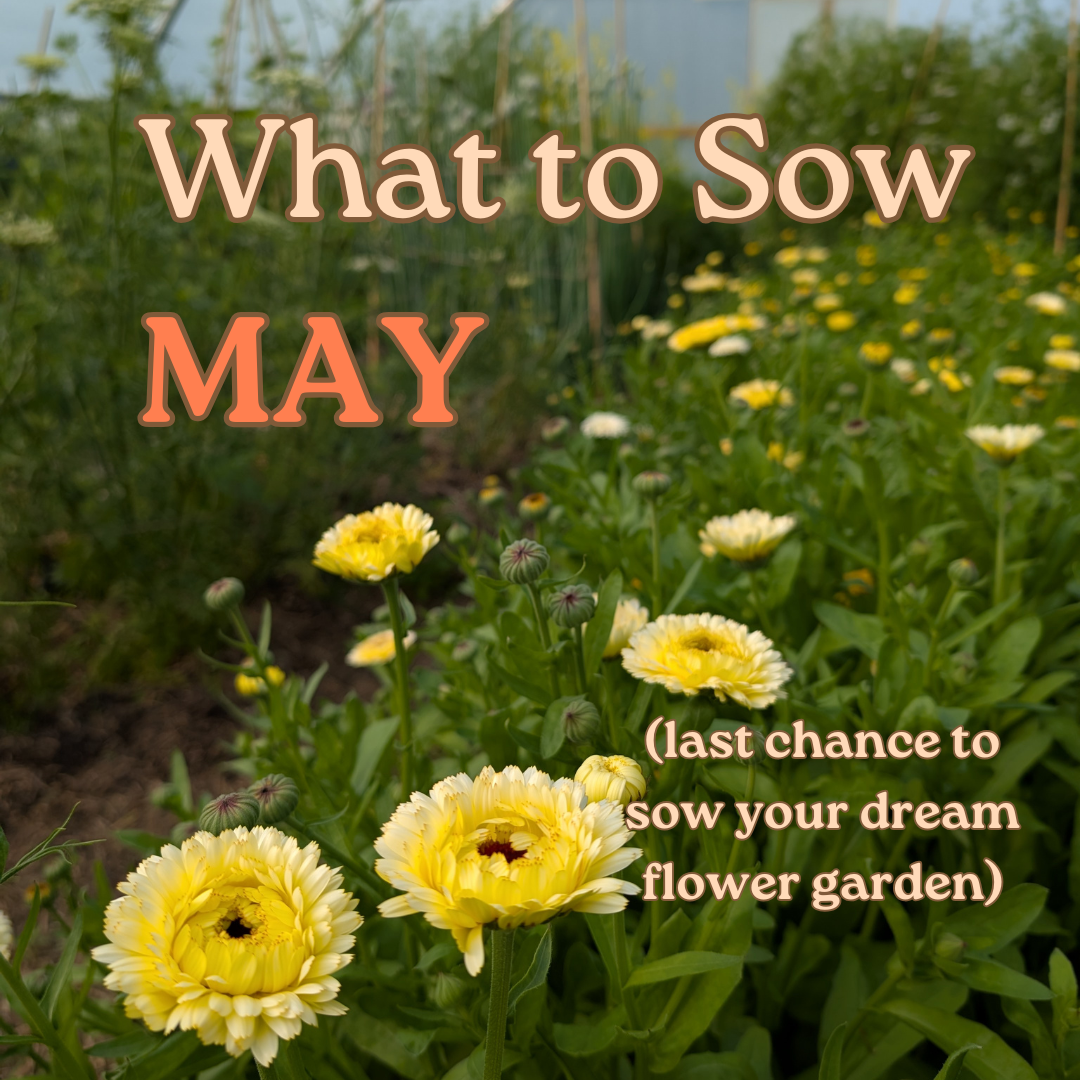 Flower Seeds to Sow in May UK