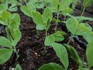 Growing Sweet Peas: The Quick Read