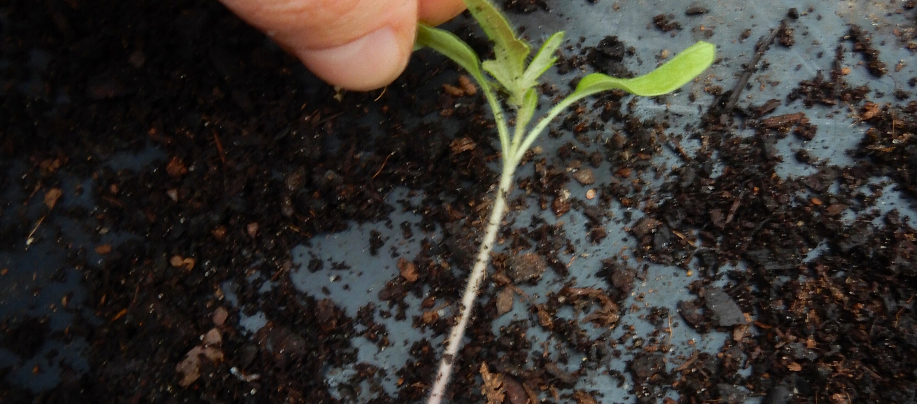 Seedling pricking out