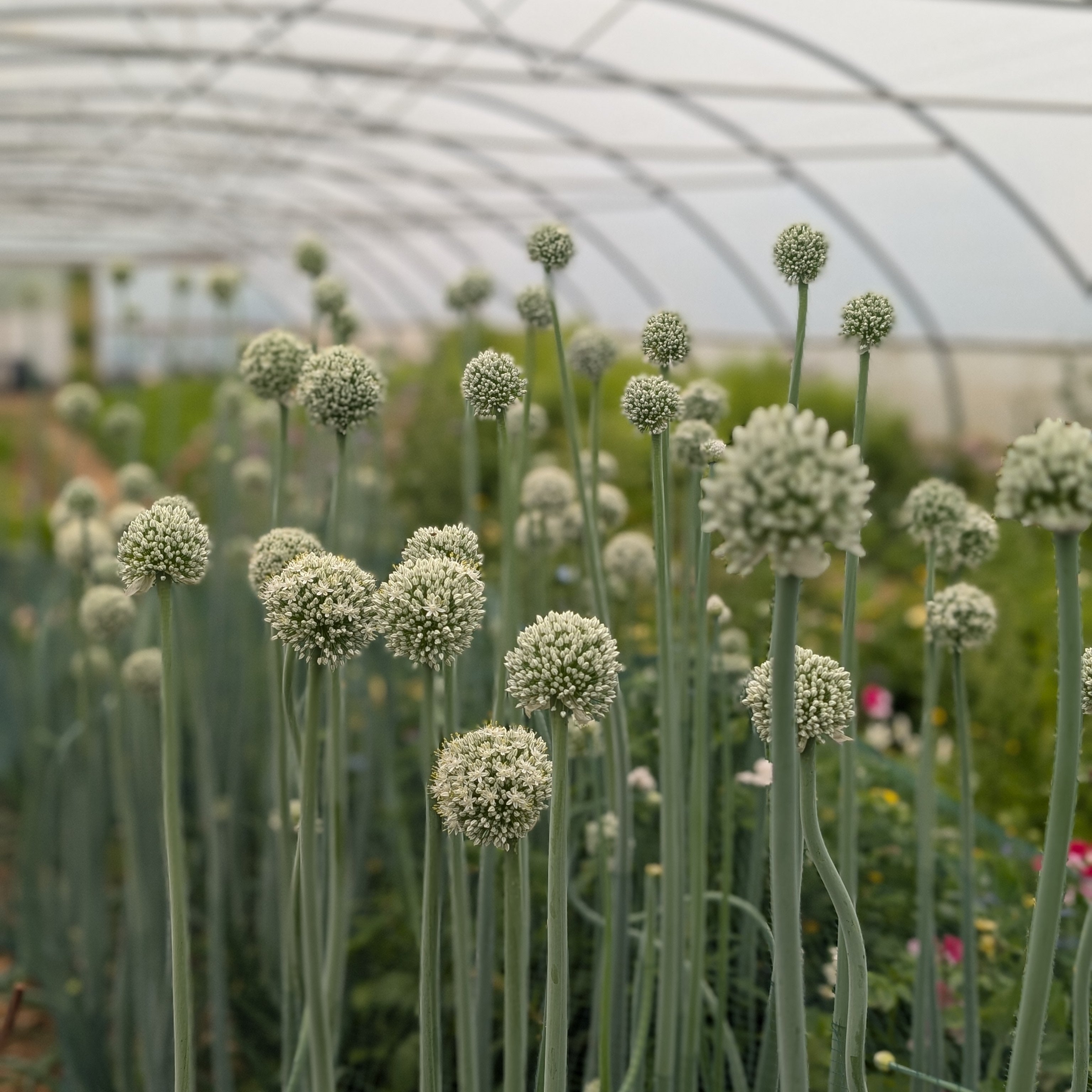 Gardeners, put down your weapons! (and do this instead)