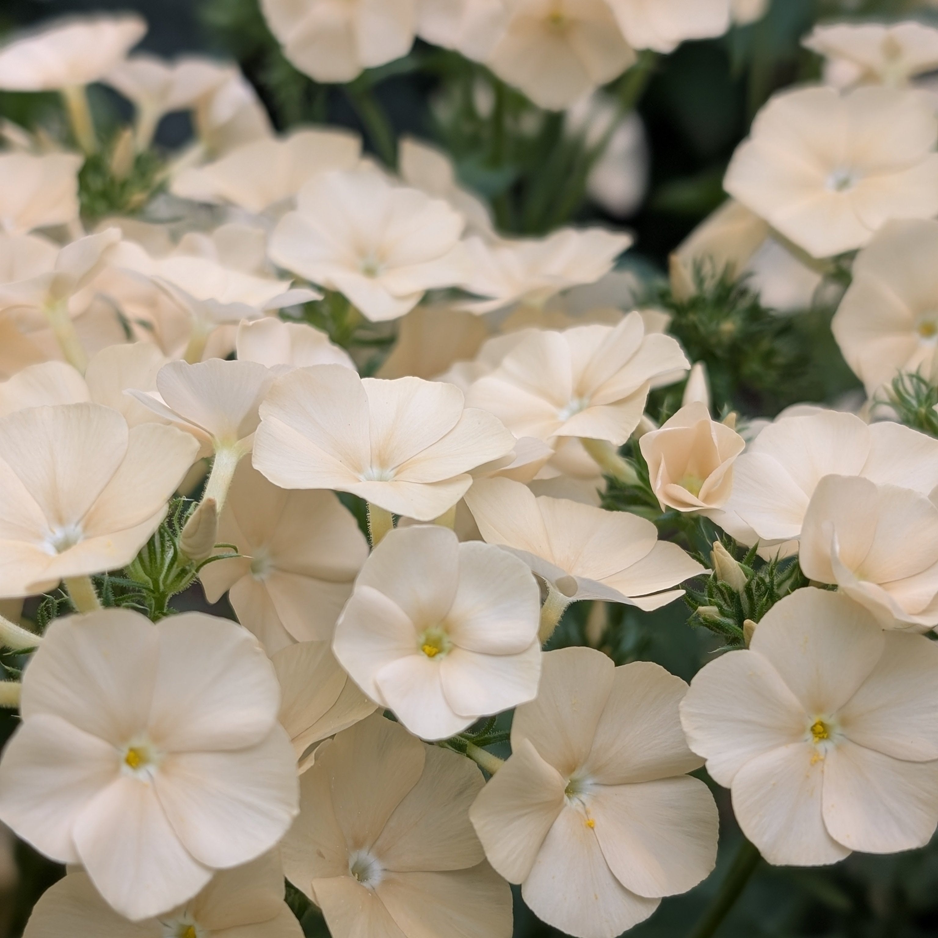 Starting a Garden: the wisdom of starting small.