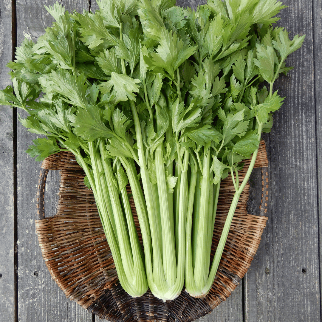 Celery and Celeriac