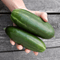 Cucumber
