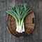 Onions, Leeks and Shallots