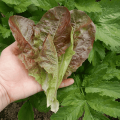 Collection image for: Lettuce