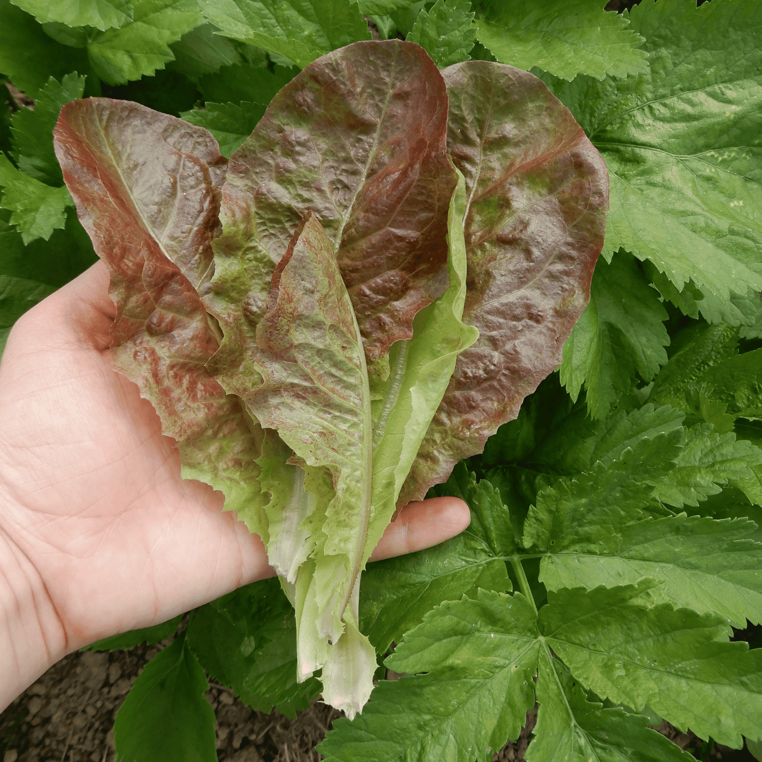 Lettuce