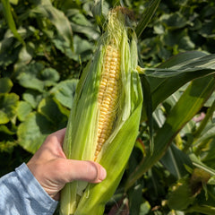 Collection image for: Sweetcorn