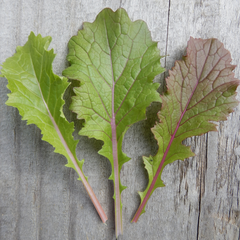 Collection image for: All Farm Grown Vegetable Seed