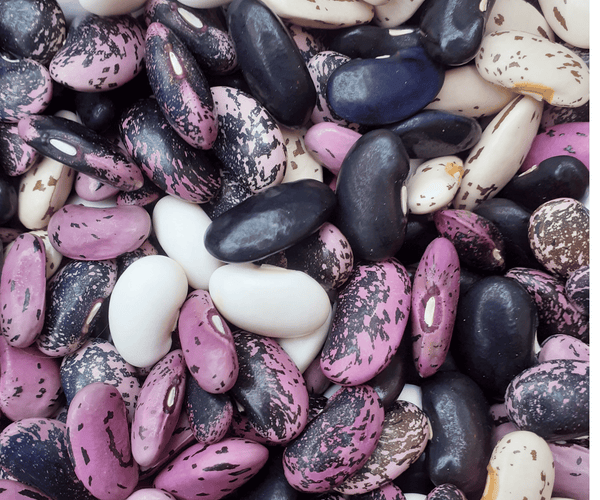 Grow Your Own Beans – Winnow Farm Seeds