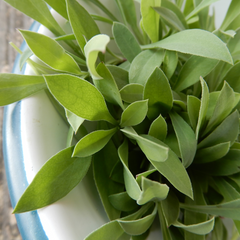 Collection image for: Salad Leaves