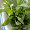 Salad Leaves