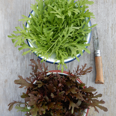 Collection image for: Seeds For Winter Salads & Greens