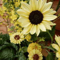 Collection image for: Flower Seed Collections