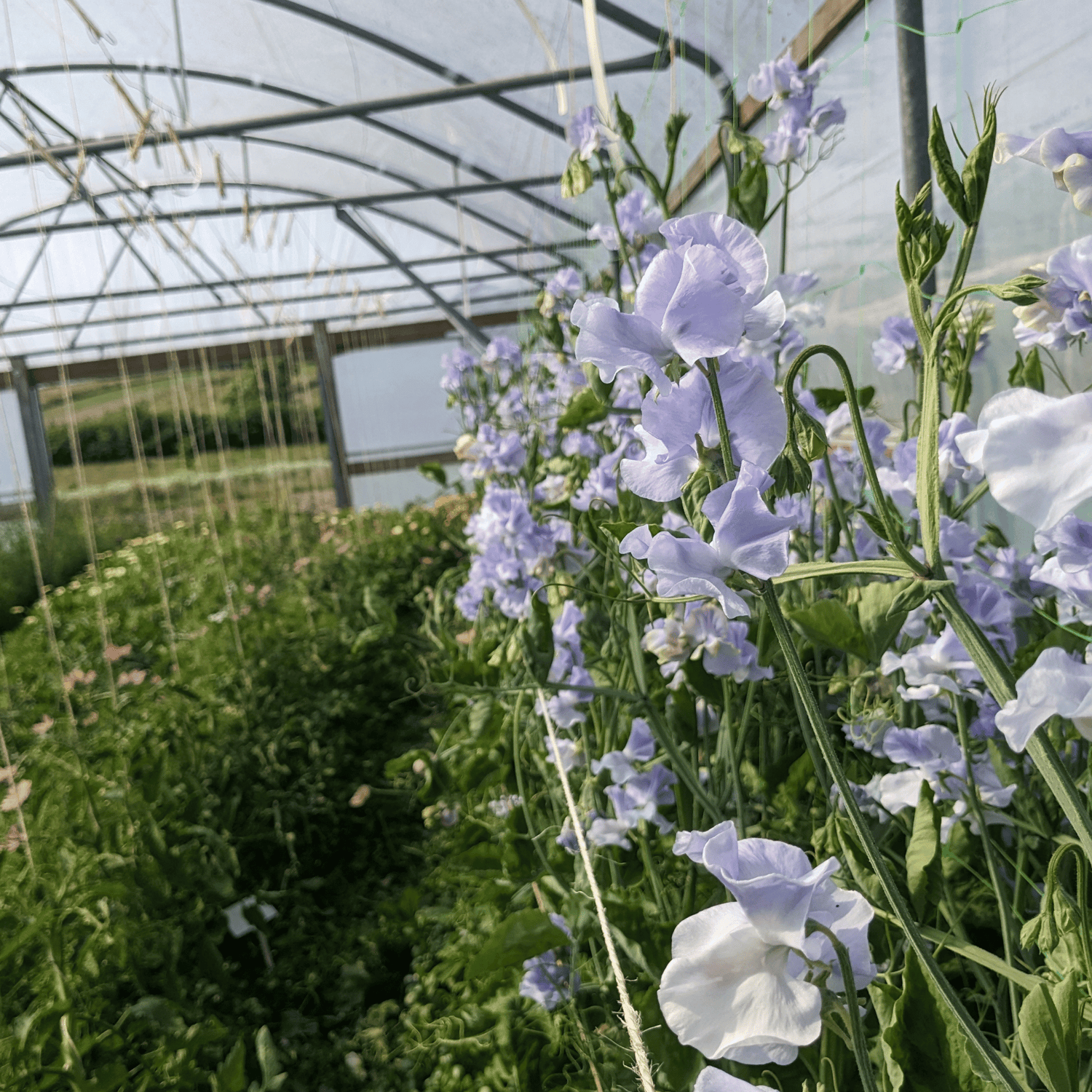 Flower Garden Seeds - Blue & Purple
