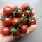 Heirloom Tomatoes
