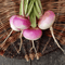 Radish, Turnip & Kohlrabi