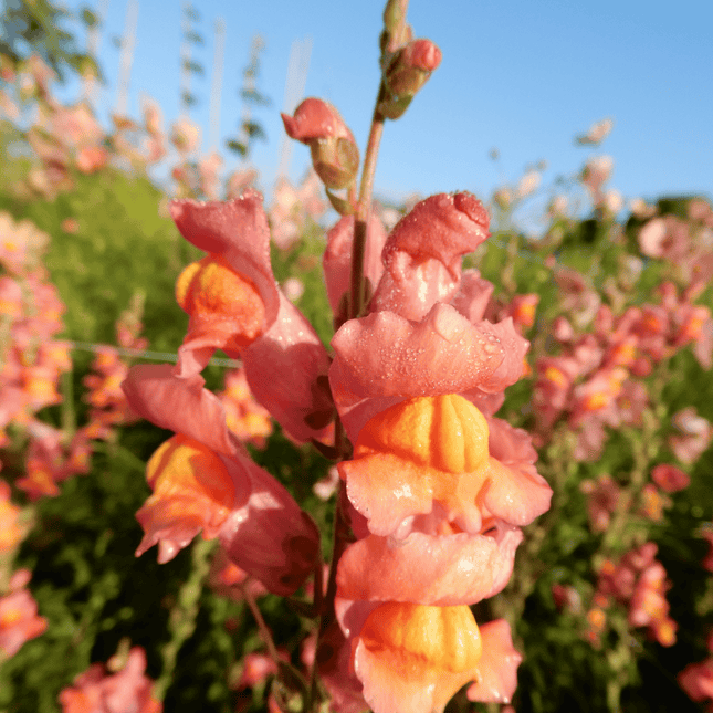Snapdragon 'Orange Wonder'