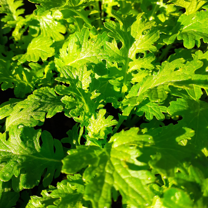 Salad Mustard 'Pizzo'