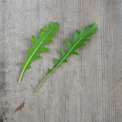 Wild Rocket 'Uber'