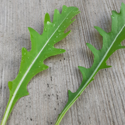 Wild Rocket 'Uber'