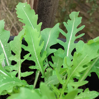 Wild Rocket 'Uber'