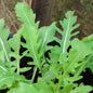Wild Rocket 'Uber'