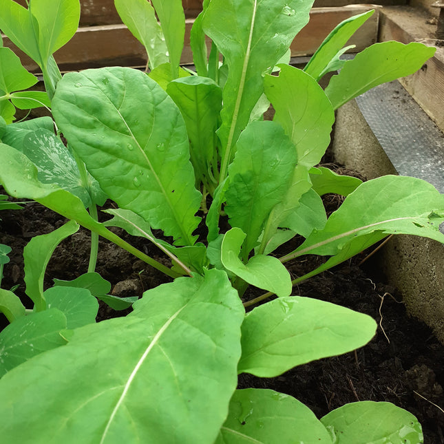 Salad Rocket 'Astro'