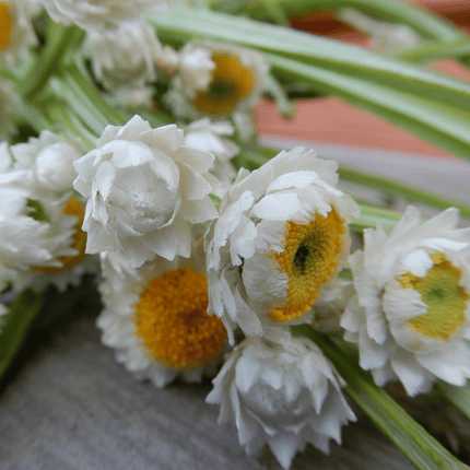 Ammobium 'Winged Everlasting'