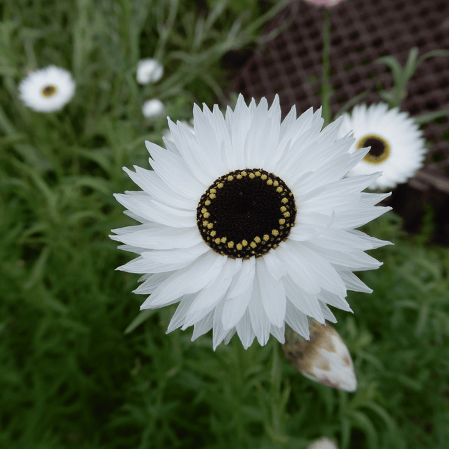grow your own strawflowers