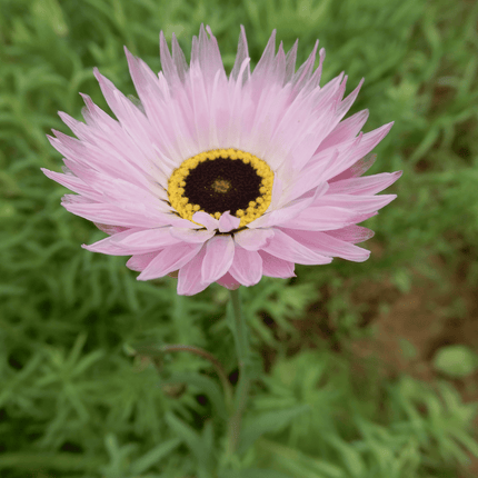 grow your own dried flowers