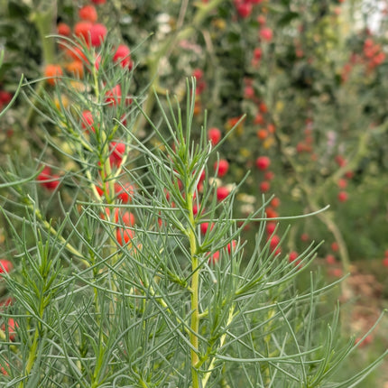 Agretti summer salad