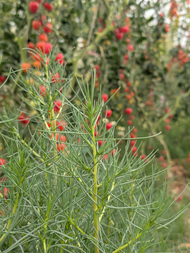 Agretti summer salad