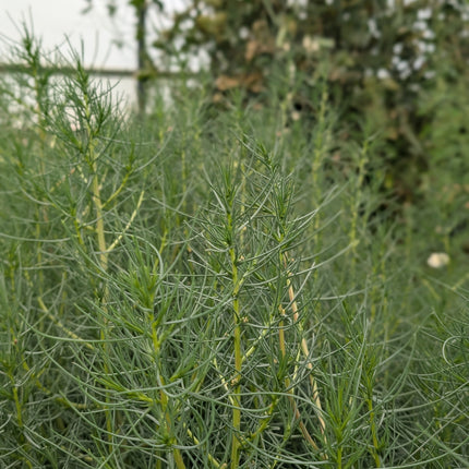 Agretti Rare Seeds