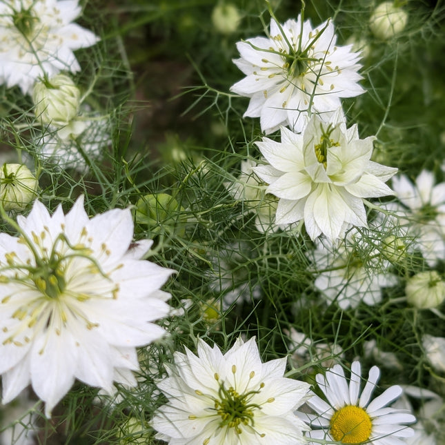 White Nigella Albion Green Pod in cut flower garden