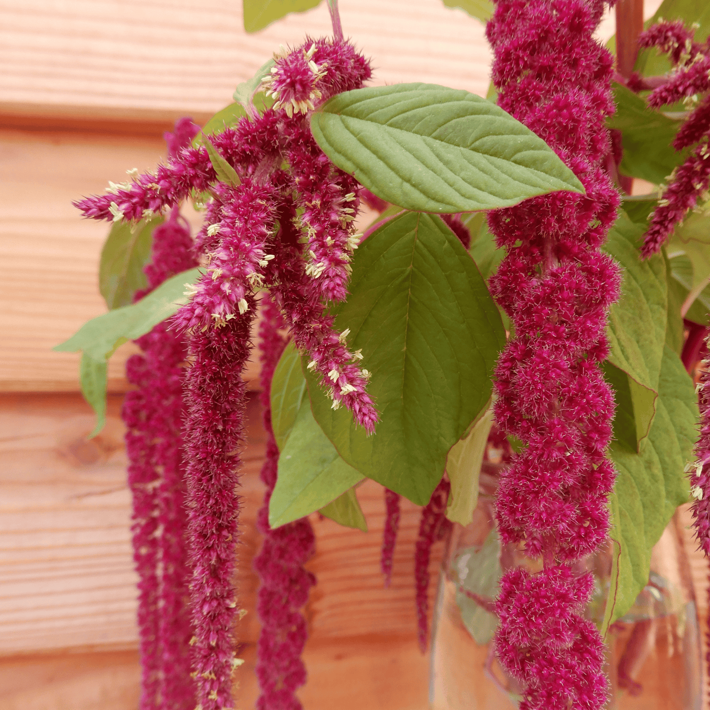 Amaranth caudatus seed heads