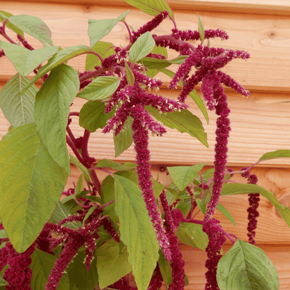 Grow your own amaranth