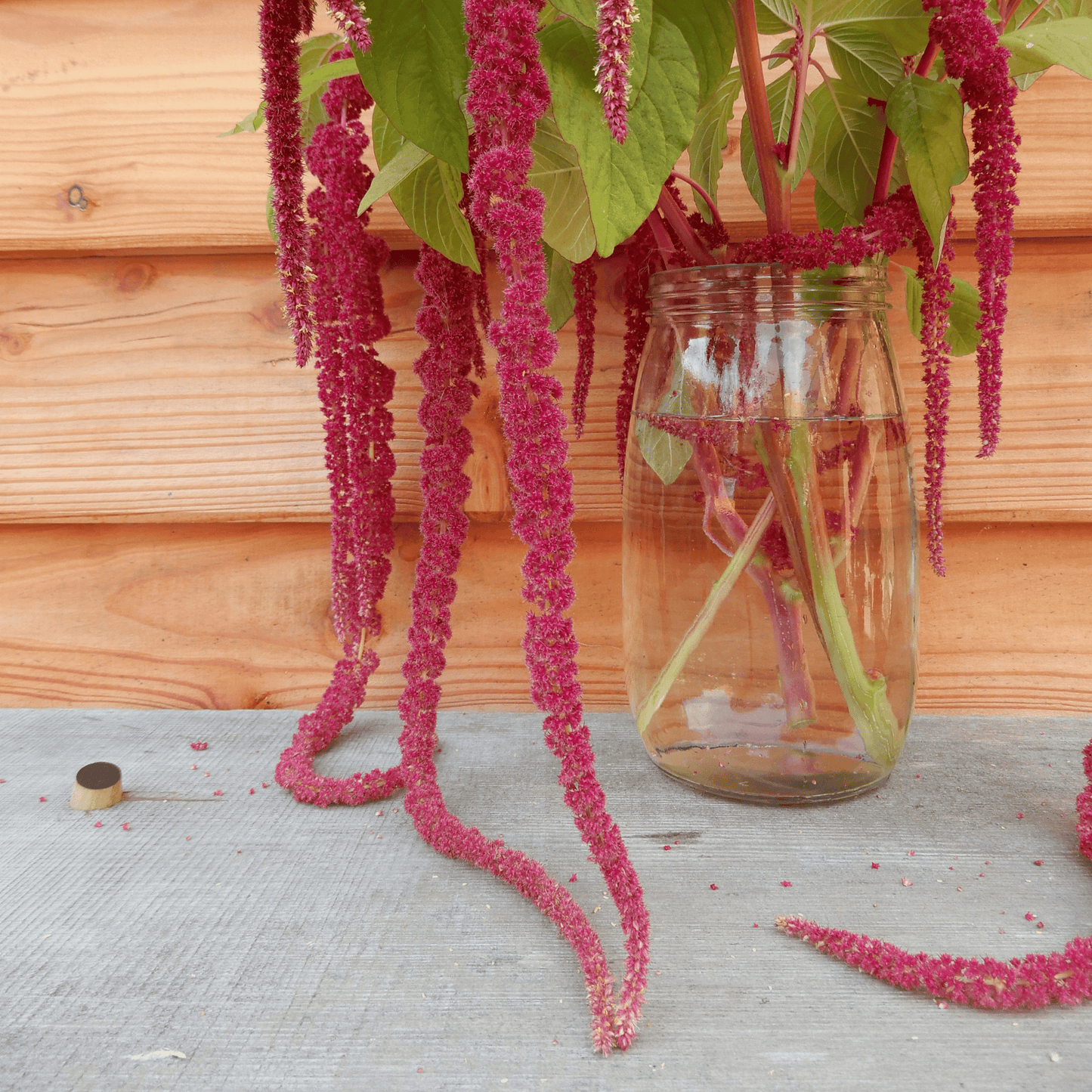 Cut flower seeds amaranth caudatus
